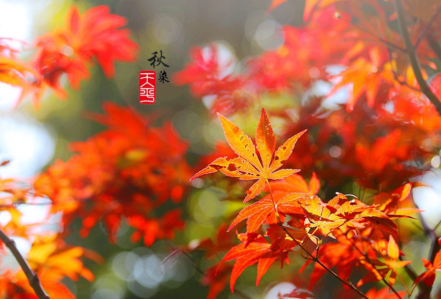 天平山赏枫